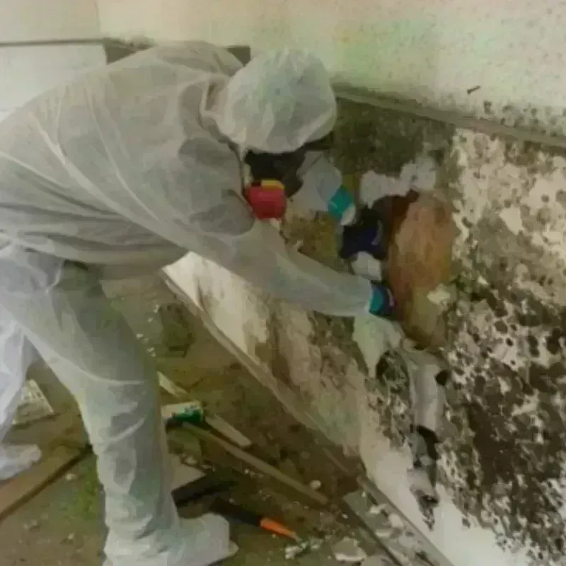 Mold Remediation and Removal in Leon County, TX